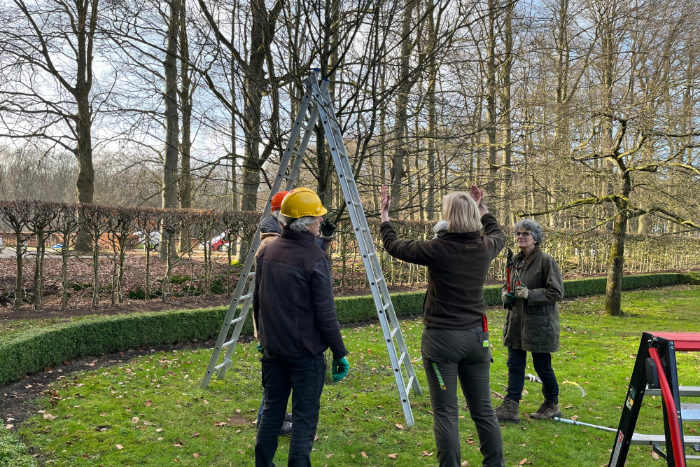 Cursus hoogstamfruit snoeien