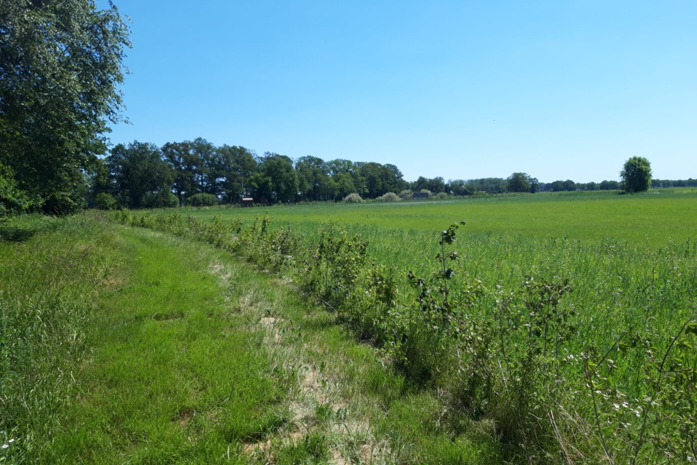 Aangelegde heg