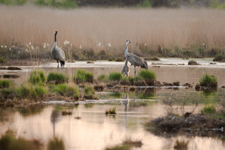 kraanvogeldwierdenseveld_vladimirfotografie3