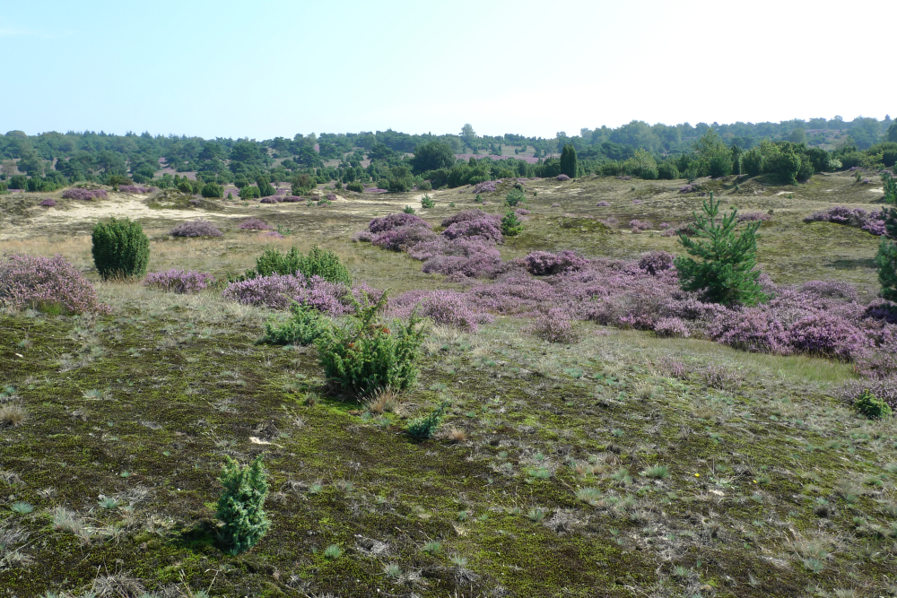 Stuifzand Lemelerberg