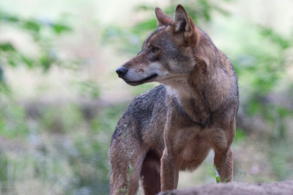 Wolf