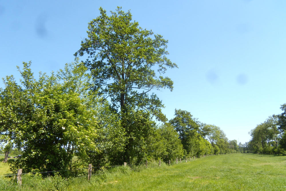 Elzensingel Landschap Overijssel