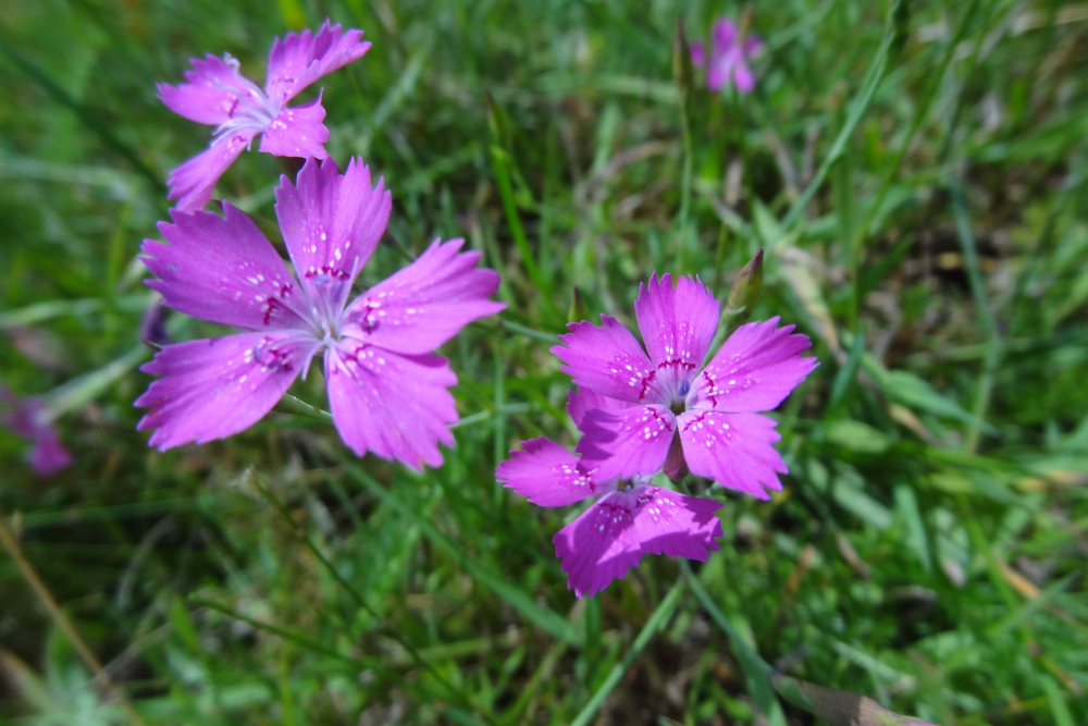 Steenanjer