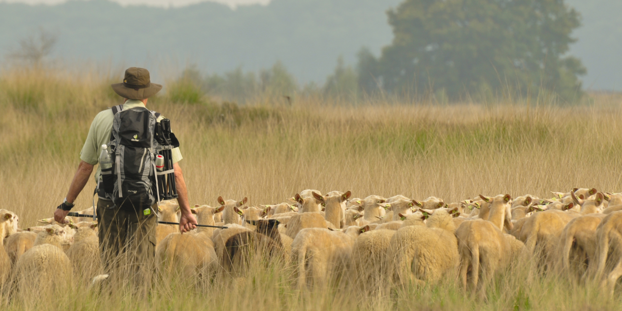 Wierdense veld, heide en herder