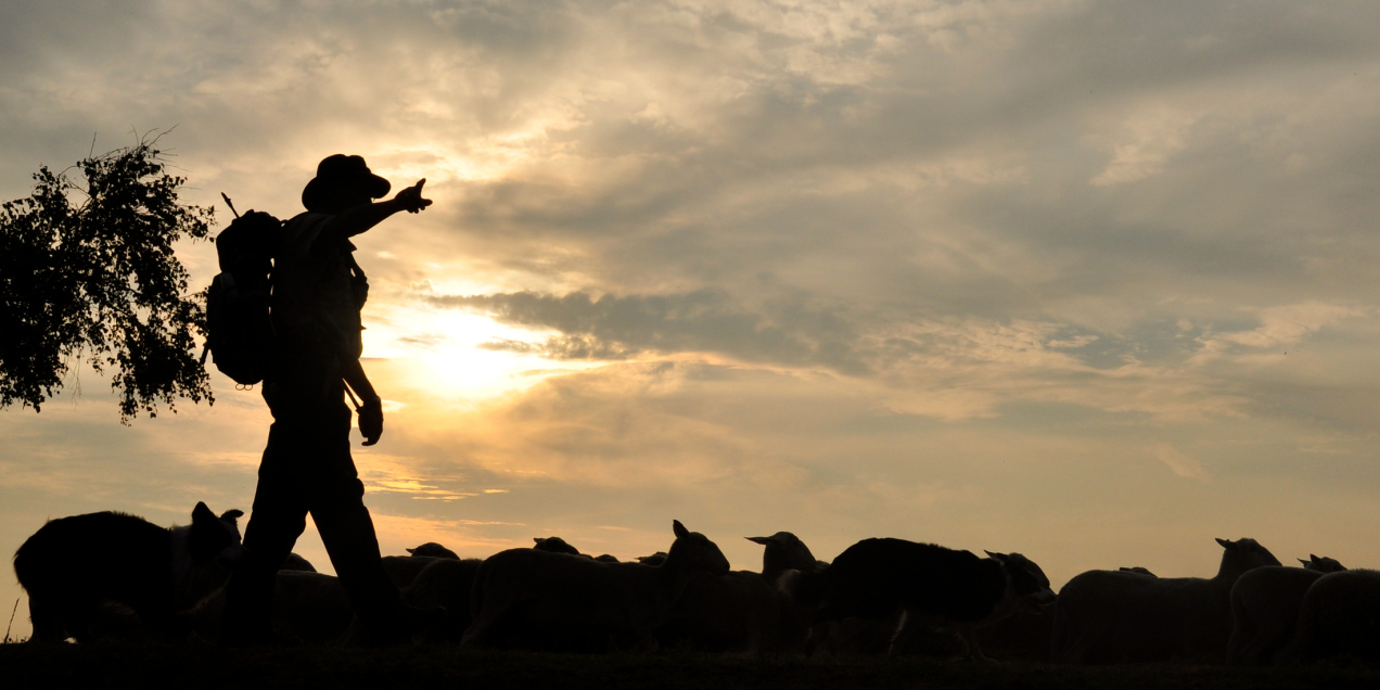 Vrijwillige herder Gerrit Hamming