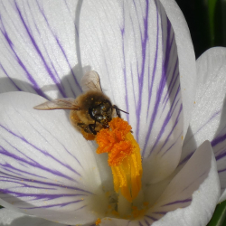bij op krokus