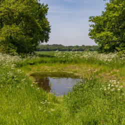 Poel Steenwijkerland