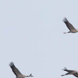 Kraanvogels 