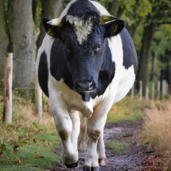 Heidekoe Manderheide