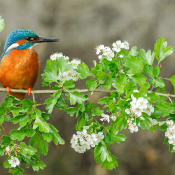 IJsvogel op bloeiende meidoorn