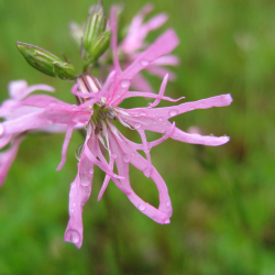 Koekoeksbloem