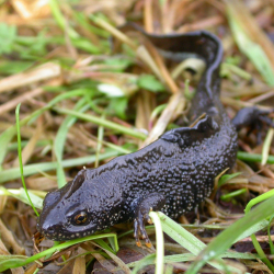 Kamsalamander