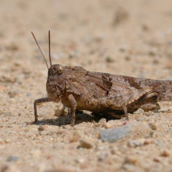 Blauwvleugelsprinkhaan - Mark Zekhuis