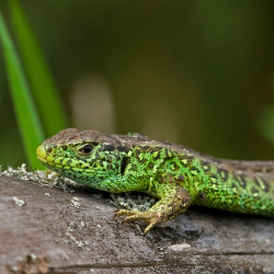 Zandhagedis