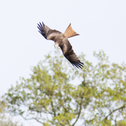 Rode Wouw in duikvlucht