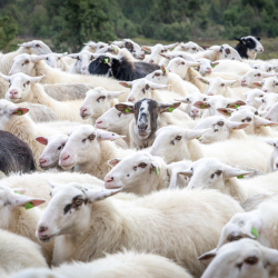 Schapen op de Lemelerberg