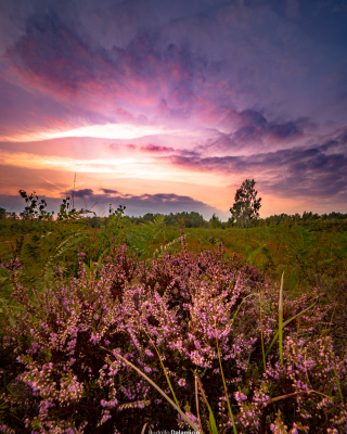 lo06143-rudolfo dalamicio1600