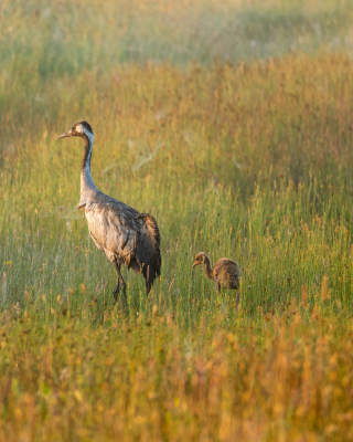 kraanvogeldwierdenseveld_vladimirfotografie51600