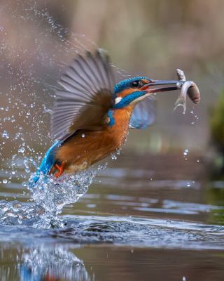 LO153671600 IJsvogel