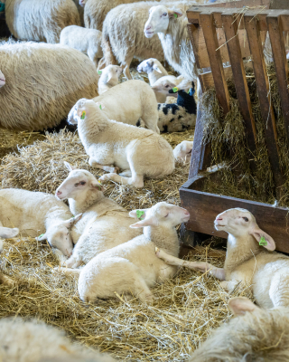Lammetjes in de schaapskooi 