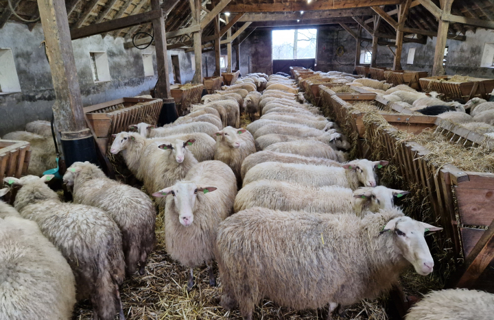 Schapen schaapskooi Lemelerberg 2023