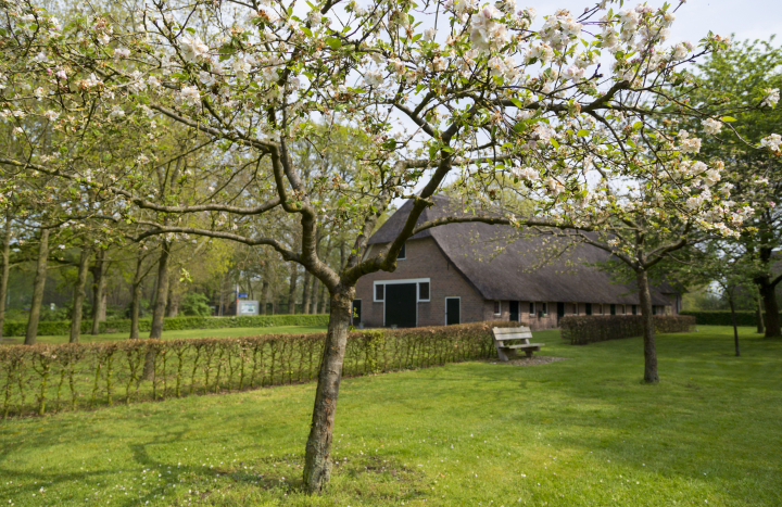 Hoogstamfruit snoeien 2024 1.Erik Bennink