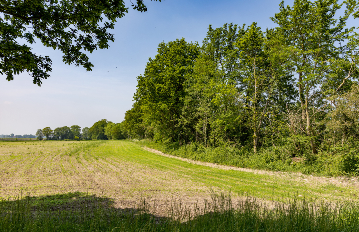 Houtwal Kop van Overijssel Gonny Sleurink