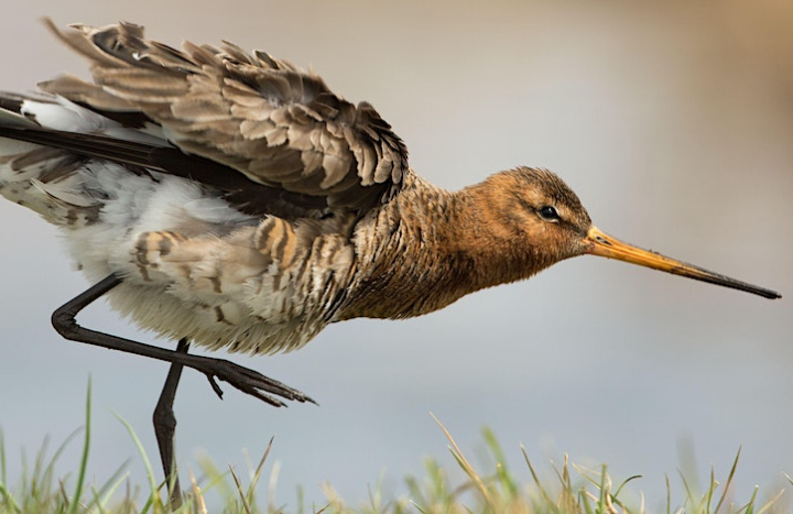 Boerenlandvogels