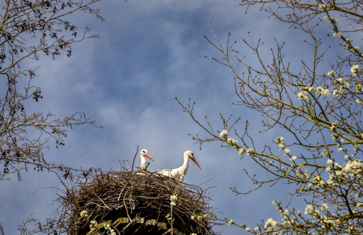 GS, IJhorst, interview, voorjaar-23