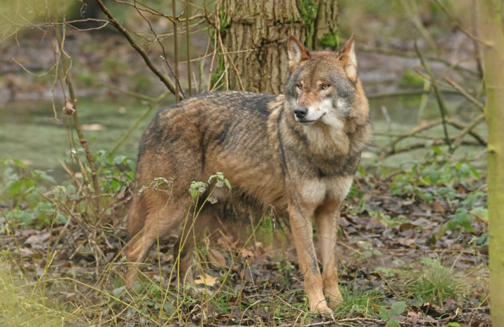 Wolf
