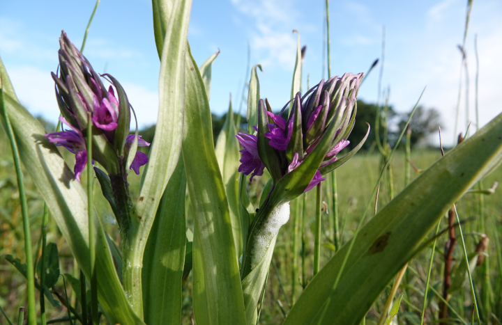 Rietorchis 