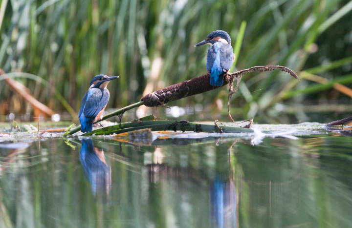 IJsvogel jongen 