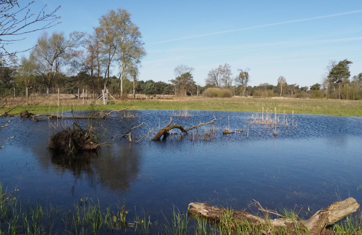 Boetelerveld