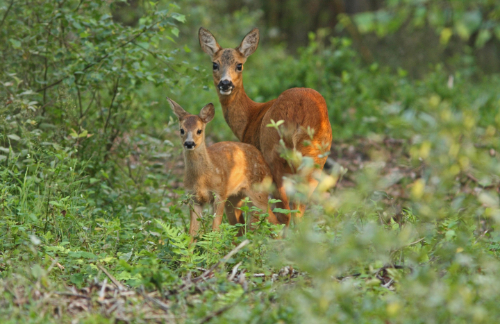 Edelhert met jong © Natuurmonumenten Nel Appelmelk NAMO45799