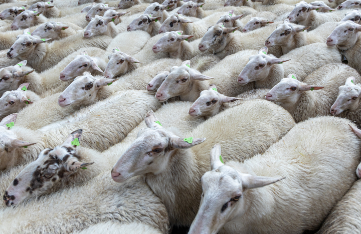 Schapen op de Lemelerberg