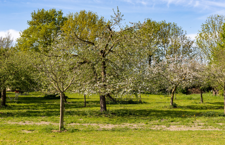 Hoogstamboomgaard Windesheim