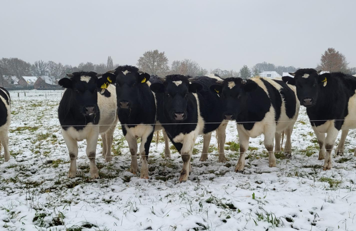 Kudde heidekoeien in wintervacht in weiland in Matinge van F. van der Zwaag, foto F. van der Zwaag