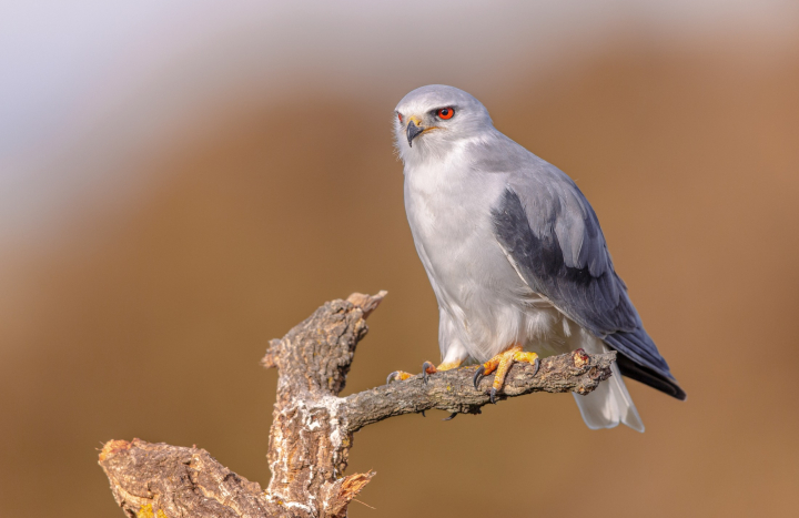 Grijze Wouw - Rudmer Zwerver1600