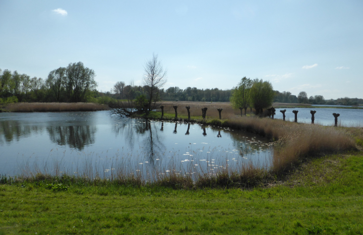 Knotwilgen langs het Zwartewater