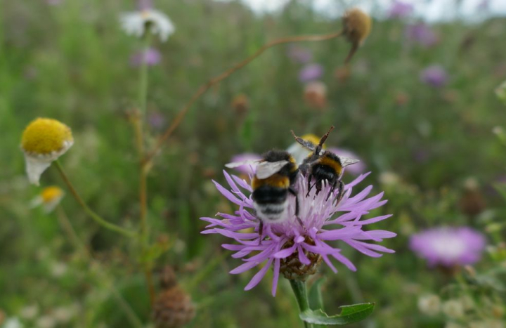 Aardhommel op knoopkruid