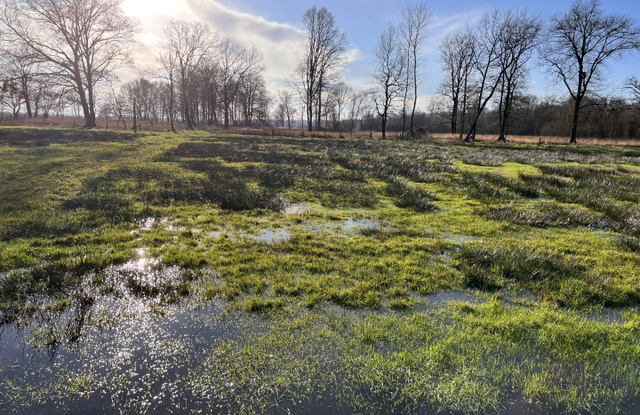 Aamsveen januari 2023