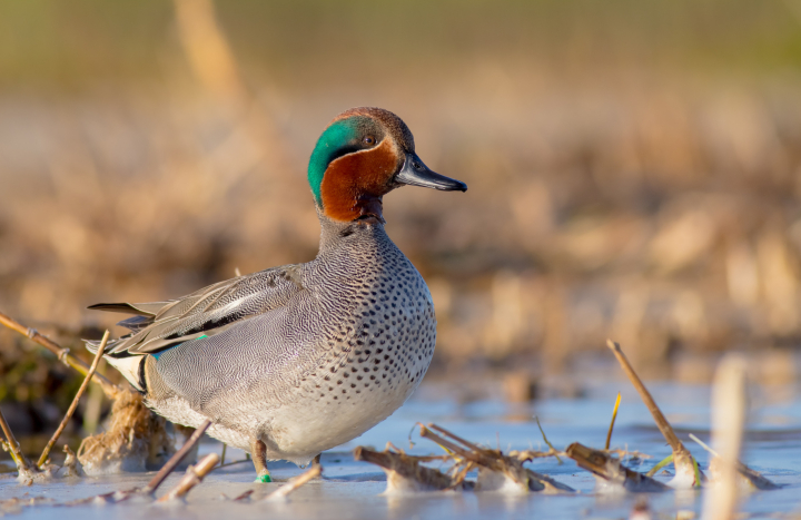 shutterstock_14486652921600