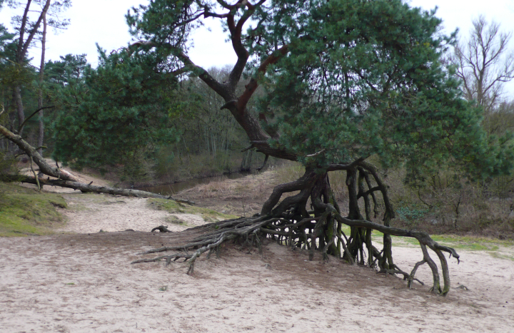 Lutterzand dekzand