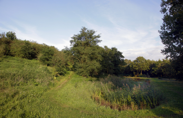 Collendoorn