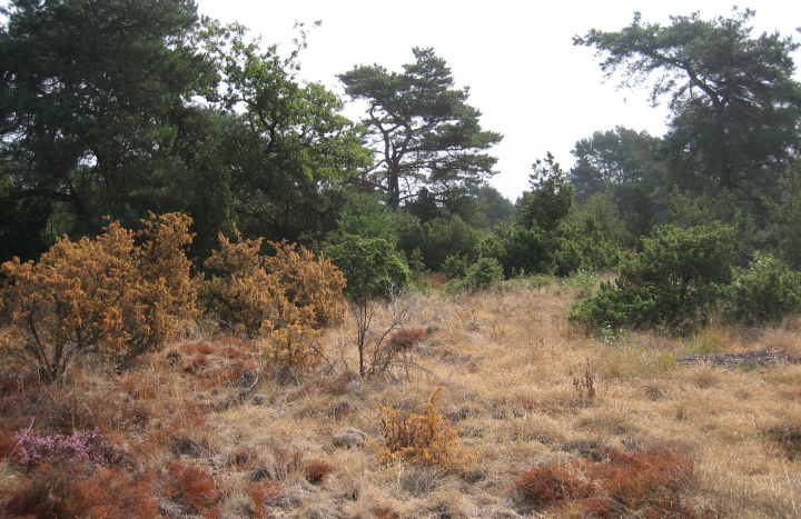 Droogte in natuurterrein Beerze