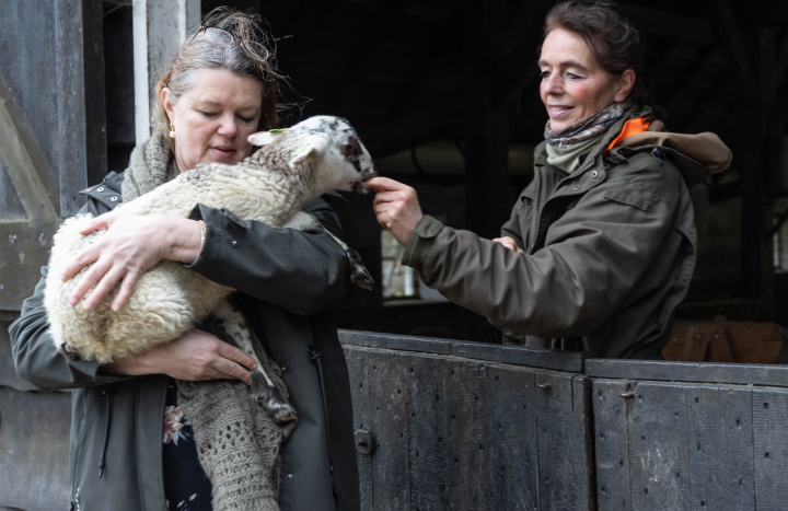 Schenking lammetjes Weezenlanden