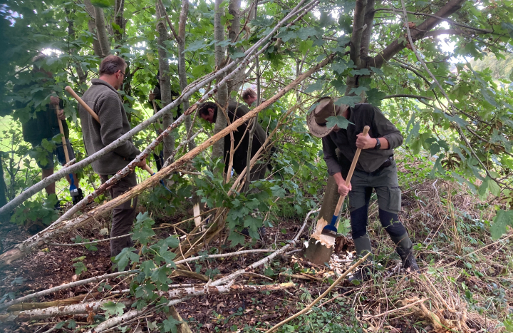 Beheer wilde bomen & struiken door dunning