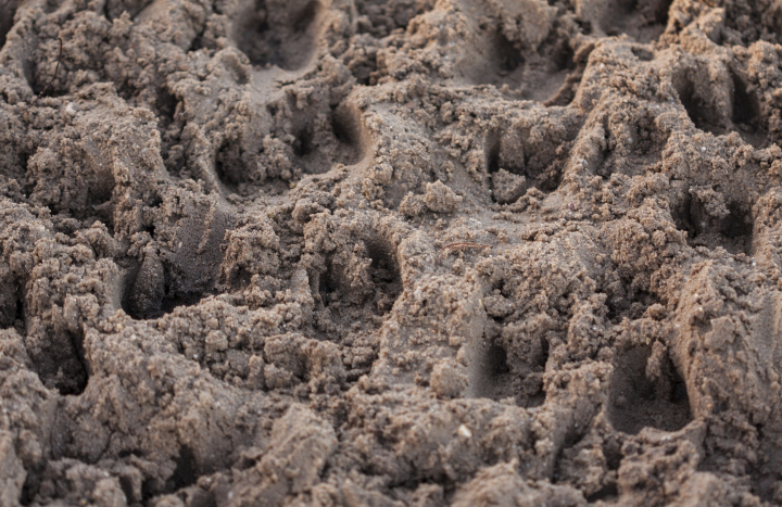 Sporen dieren