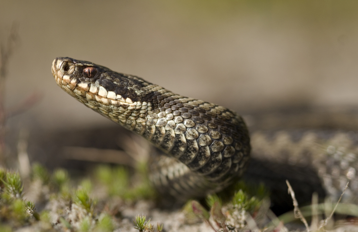 adder