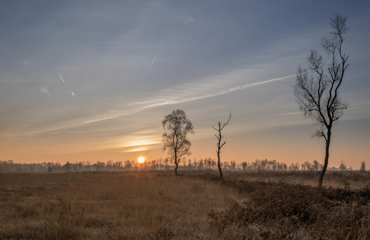 Aamsveen 